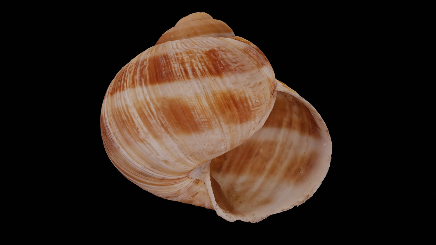 Helix pomatia